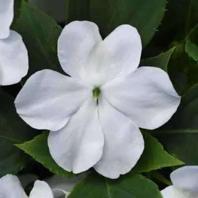 Beacon White Impatiens