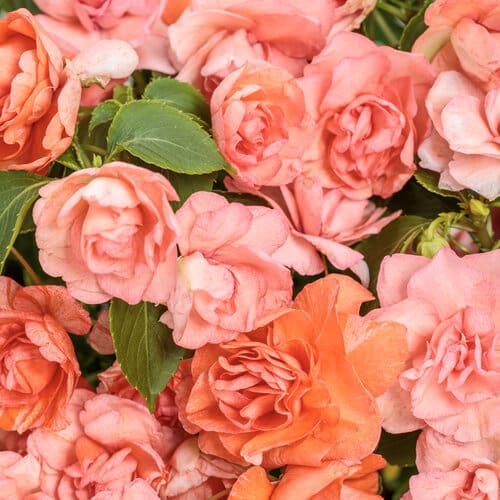 Rockapulco Tropical Shades Double Impatiens