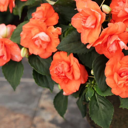 Rockapulco Tropical Shades Double Impatiens - Image 2