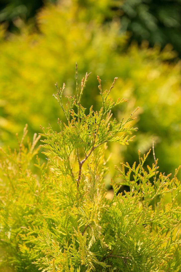Lemon Burst Arborvitae - Image 2
