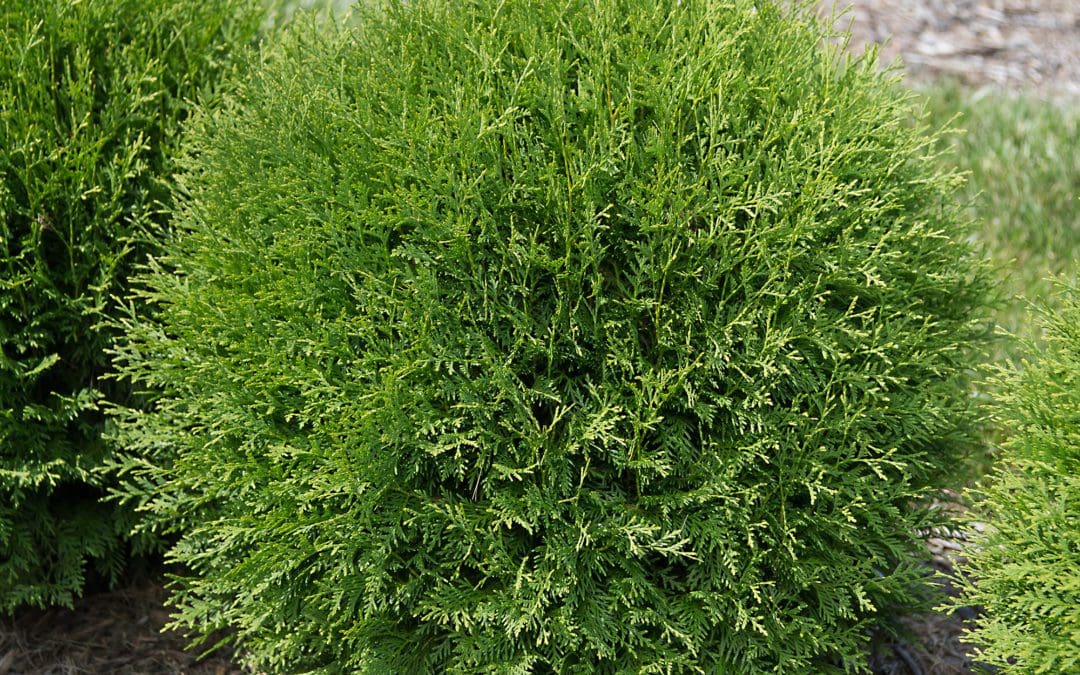 Planet Earth Arborvitae