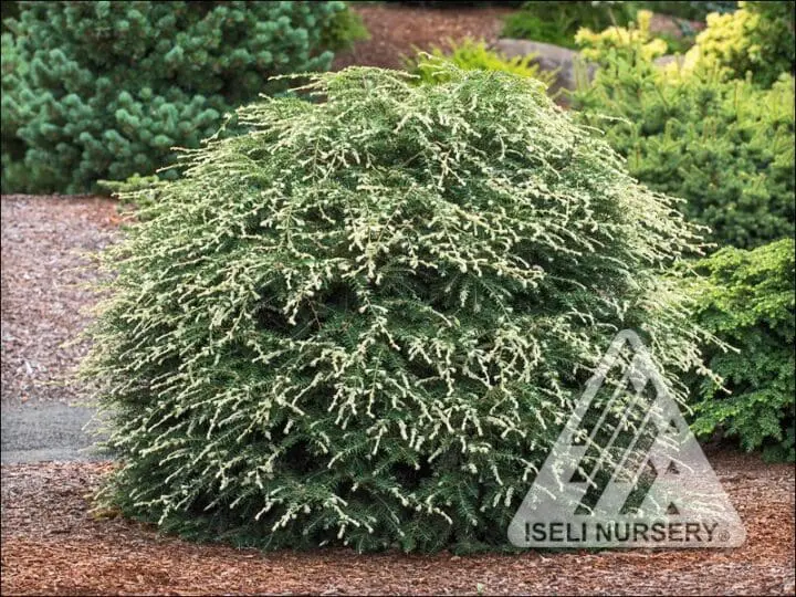 Albospica Canadian Hemlock - Image 2