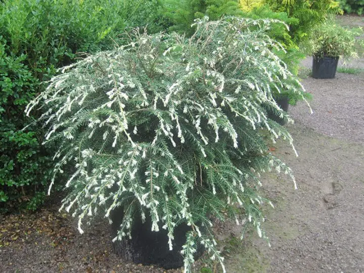Albospica Canadian Hemlock - Image 3