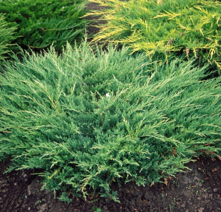 Andorra Compact Juniper