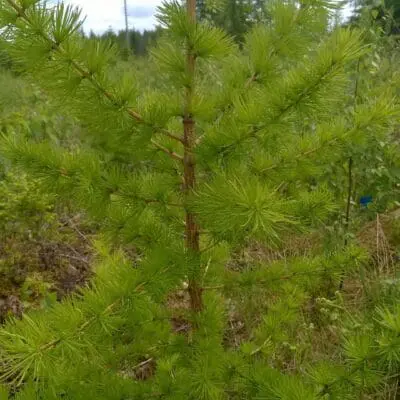 Conical Siberian Larch