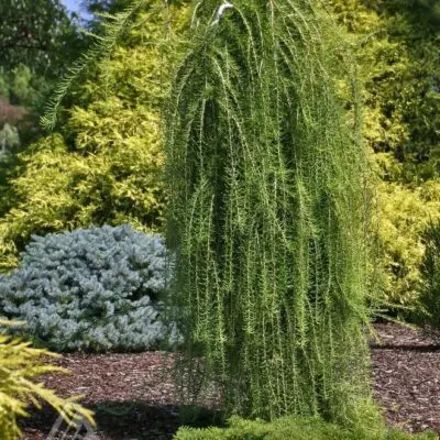 Puli Weeping European Larch