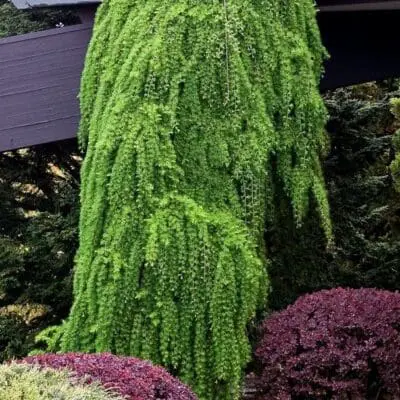 Weeping European Larch