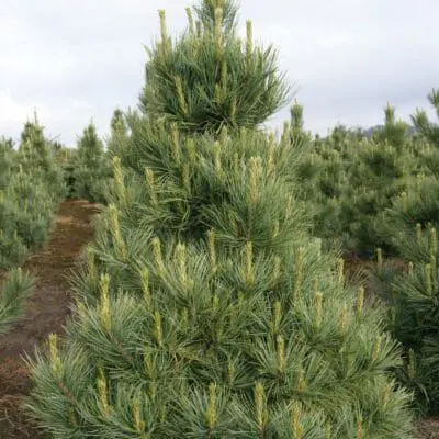 Westerstede Swiss Stone Pine