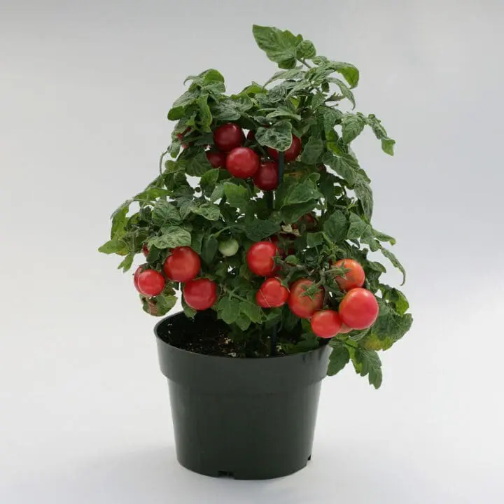Candyland Cherry Tomato