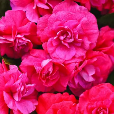 Rockapulco Coral Reef Double Impatiens