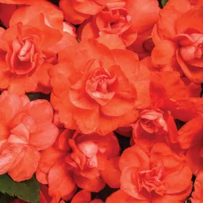 Rockapulco Orange Double Impatiens