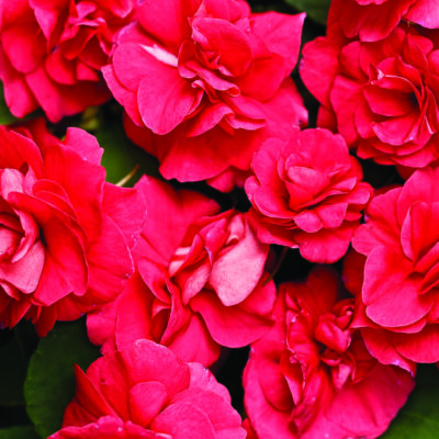 Rockapulco Red Double Impatiens