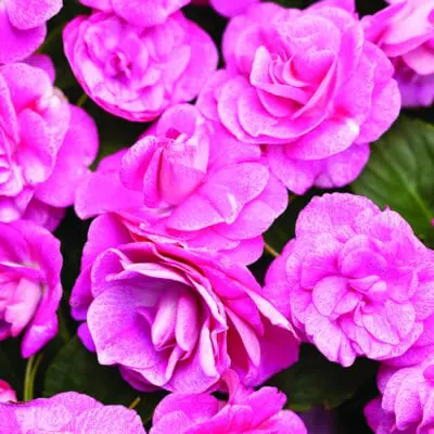 Rockapulco Rose Double Impatiens