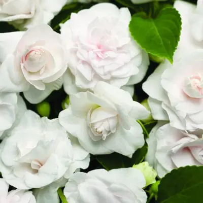 Rockapulco White Double Impatiens