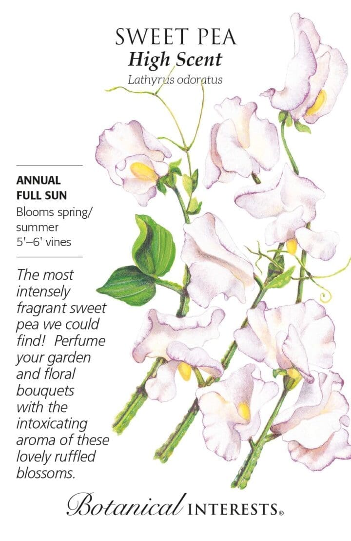 SWEET PEA HIGH SCENT BOTANICAL INTEREST