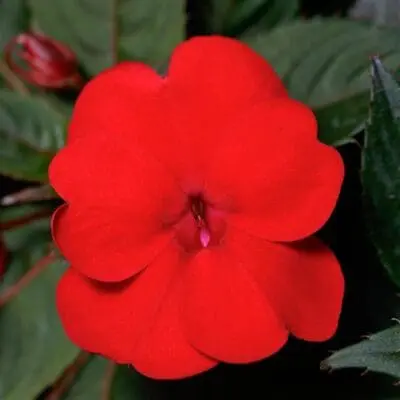 SunPatiens Compact Deep Red