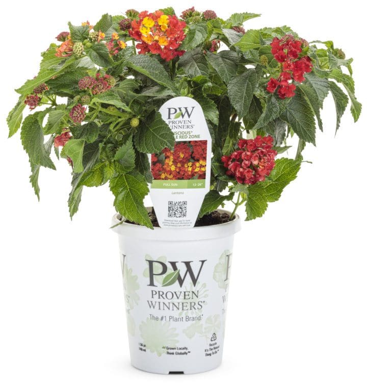 Luscious Royale Red Zone Lantana - Image 3
