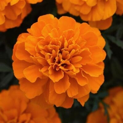 Bonanza Deep Orange Marigold
