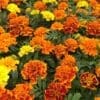 Marigold Bonanza Mix (SHADE)