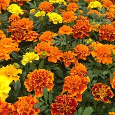Bonanza Mix Marigold