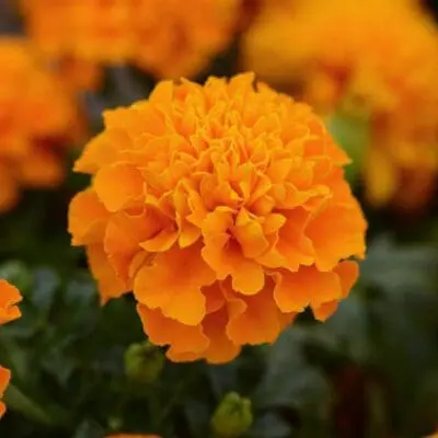 Hot Pak Orange French Marigold