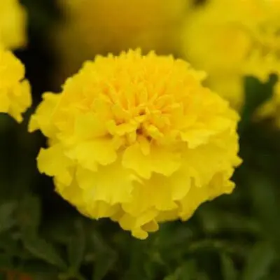 Hot Pak Yellow French Marigold