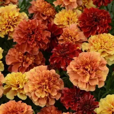 Strawberry Blonde French Marigold