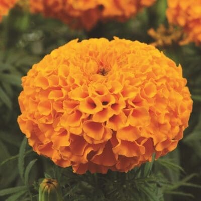 Taishan Orange African Marigold