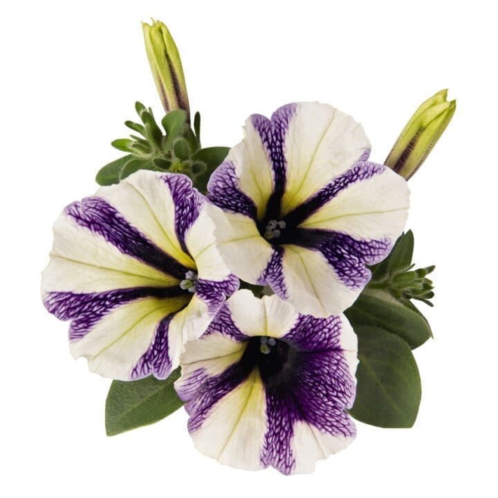 Potunia Blueberry Muffin Petunia - Image 2