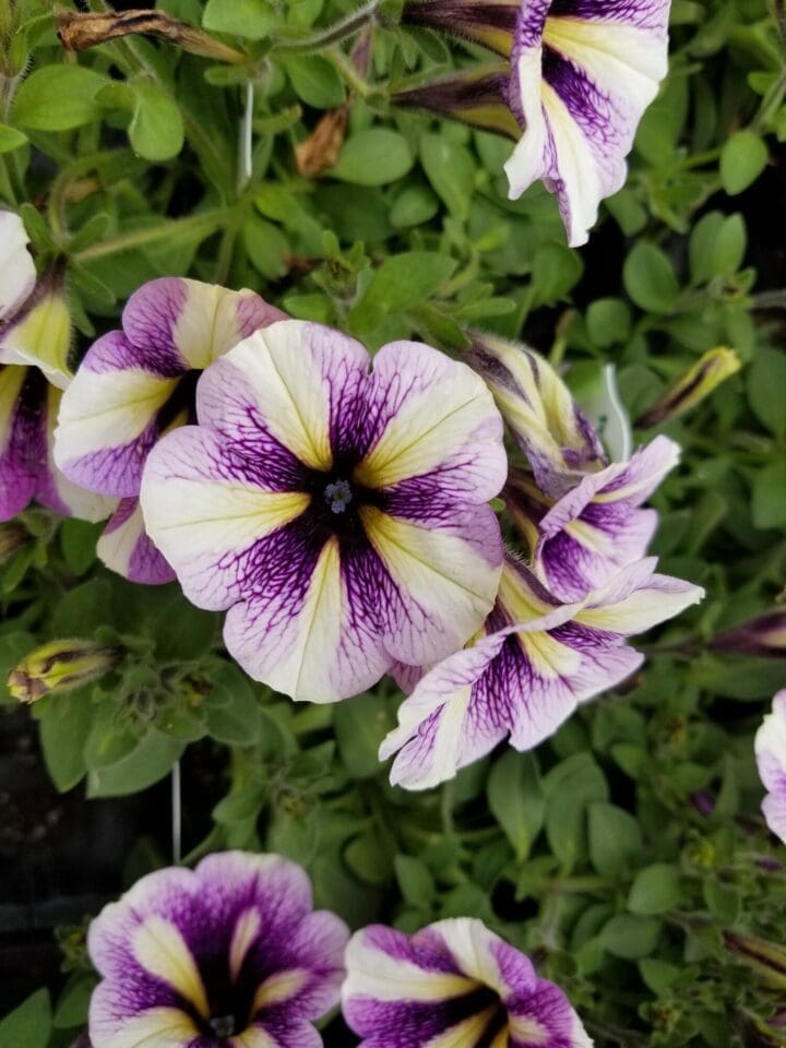 Potunia Blueberry Muffin Petunia - Image 3