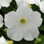 Petunia Pretty Grand White (Sun)