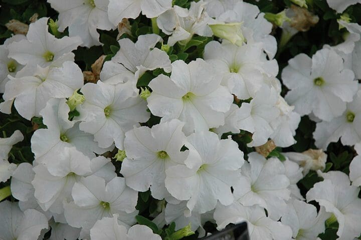 Petunia Pretty Grand White (Sun) - Image 2