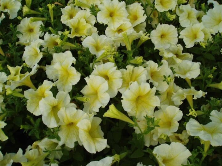 Prism Sunshine Petunia - Image 2