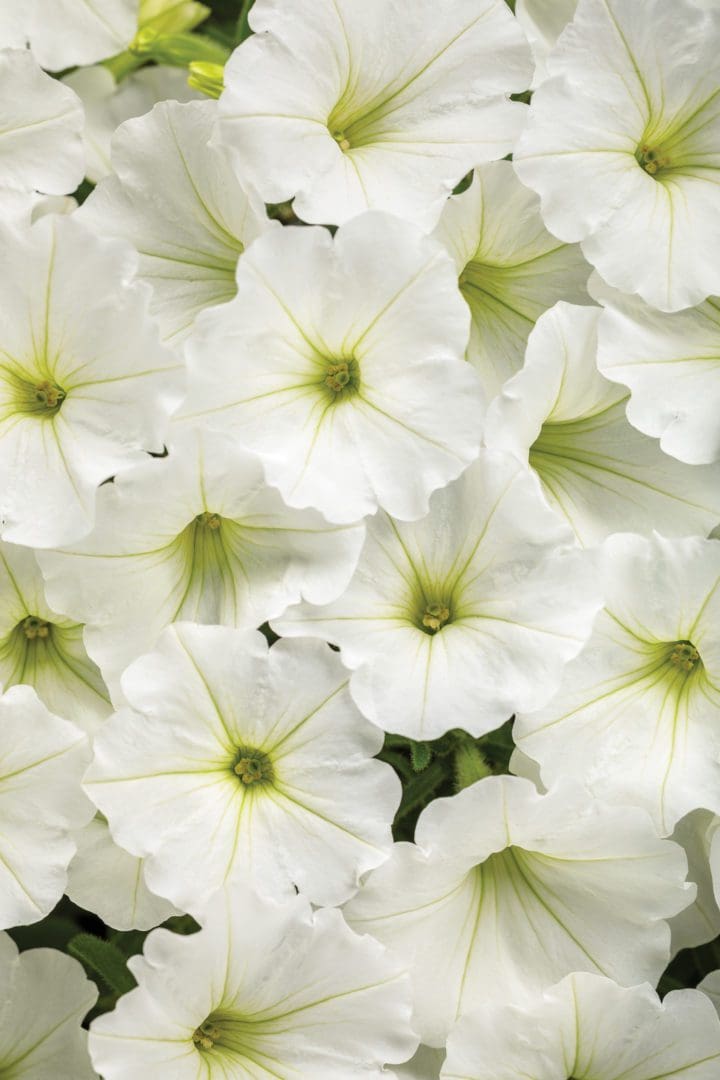 Petunia Sanguna White  (Sun)