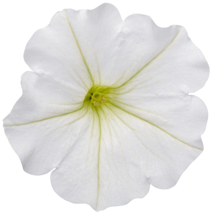 Supertunia Mini Vista White Petunia - Image 2