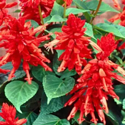 Lighthouse Red Salvia