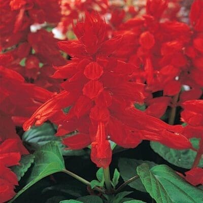 Vista Red Salvia