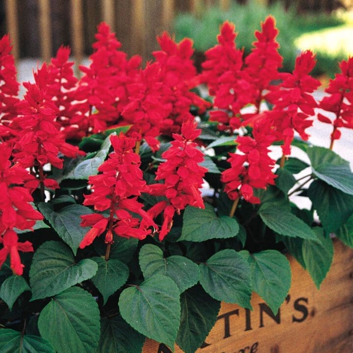 Vista Red Salvia - Image 2