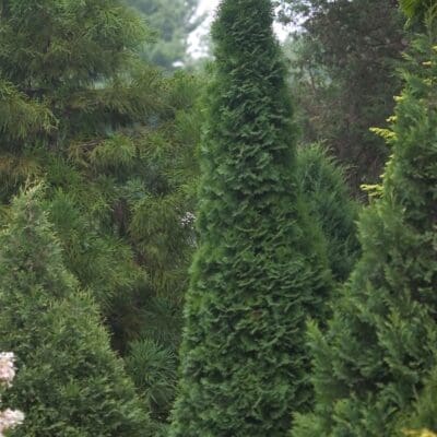 North Pole Arborvitae