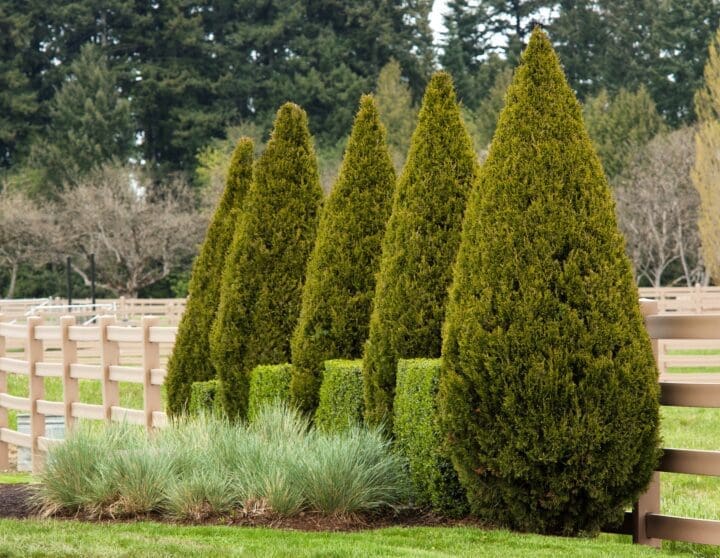 Spartan Juniper - Image 2