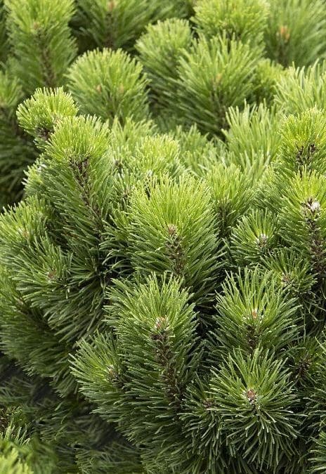 Little Rick Mugo Pine