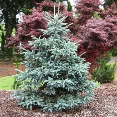 Paul's Select Norway Spruce