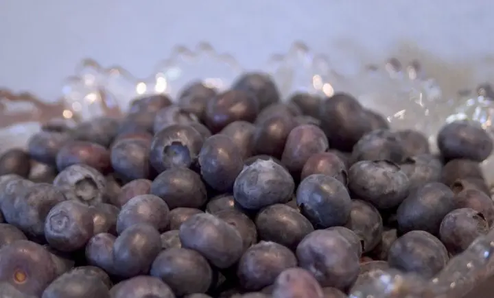 Northblue Blueberry - Image 2