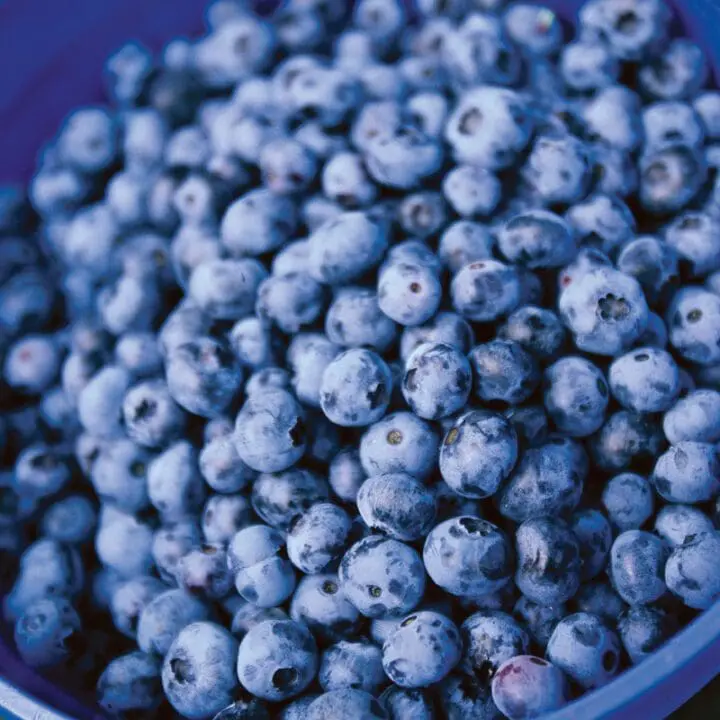 Northblue Blueberry - Image 3