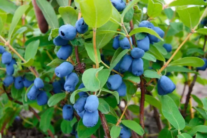 Tundra Honeyberry