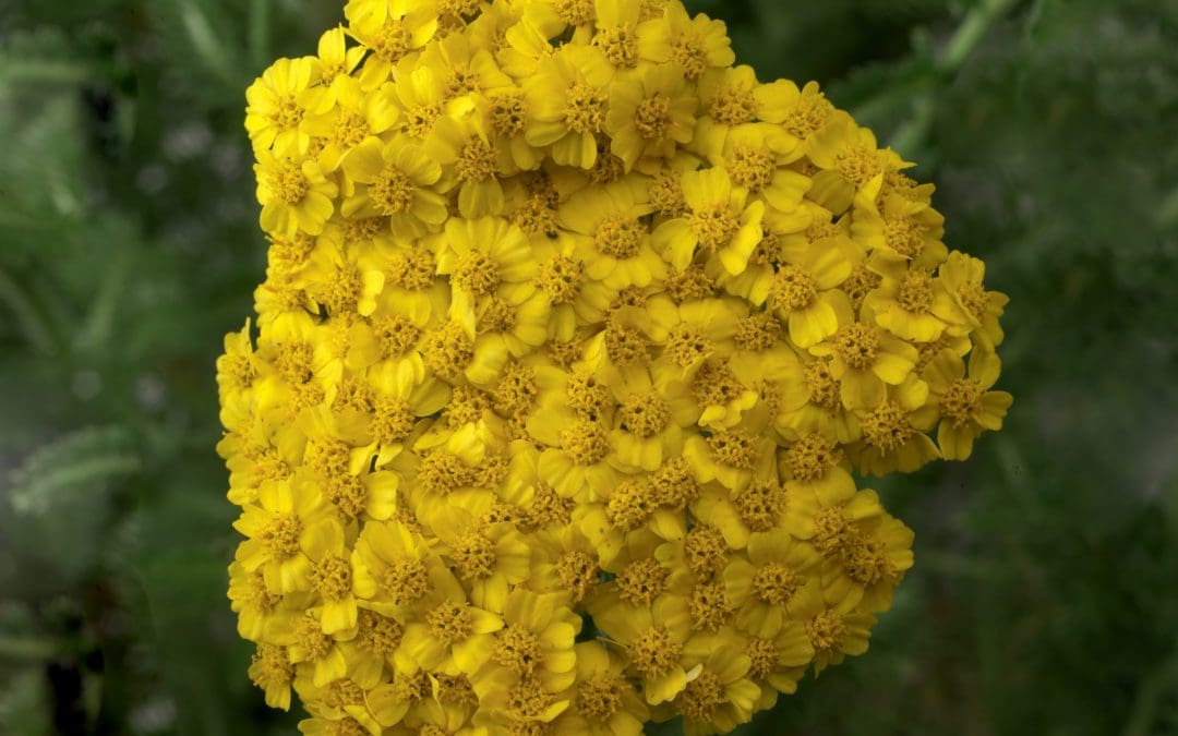 Desert Eve Yellow Yarrow