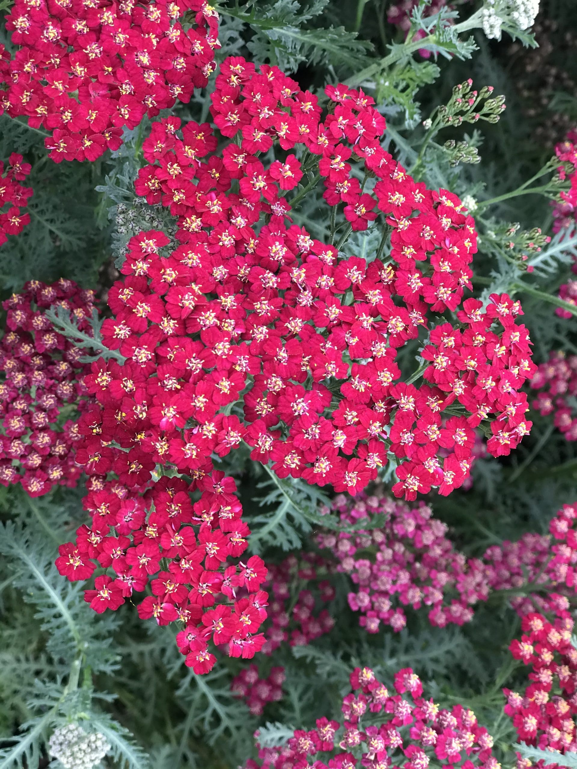 Vintage Red Yarrow - Pahl's Market - Apple Valley, MN
