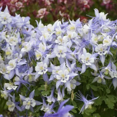 Kirigami Light Blue and White Columbine