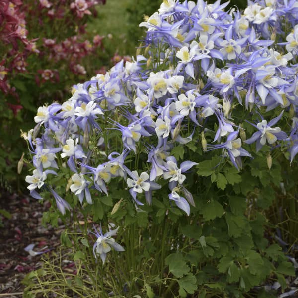 Kirigami Light Blue and White Columbine - Image 2