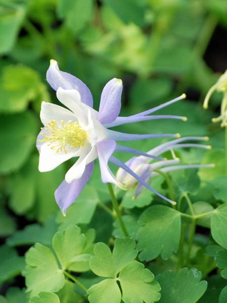 Kirigami Light Blue and White Columbine - Image 3